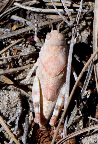 Sphingonotus sp.